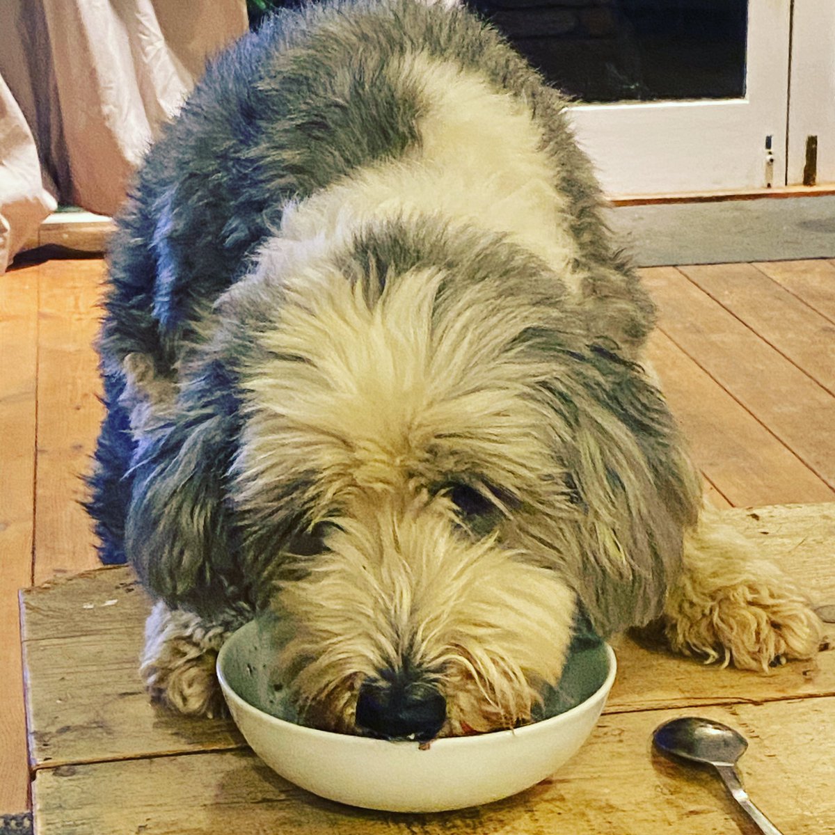 emlethbridge's tweet photo. Thieving beardie... 😂😂😂 #beardedcollie #puddingthief #inittowinit https://t.co/Jfp9Ac26sE