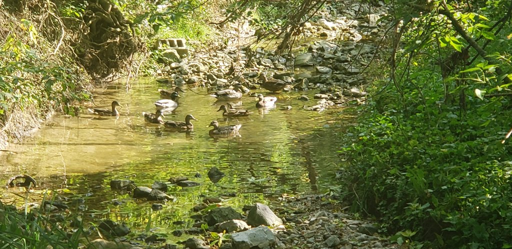 InproCorp's tweet photo. Yesterday a team of Inpro employees enjoyed a socially distant beautiful day and cleaned up our adopted section of the Kinnickinnic River. They pulled out 5 bags worth of trash including plastic bags, bottles, straws, glass, a battery and kids toys. #inprocares https://t.co/Jxwkj40AZt