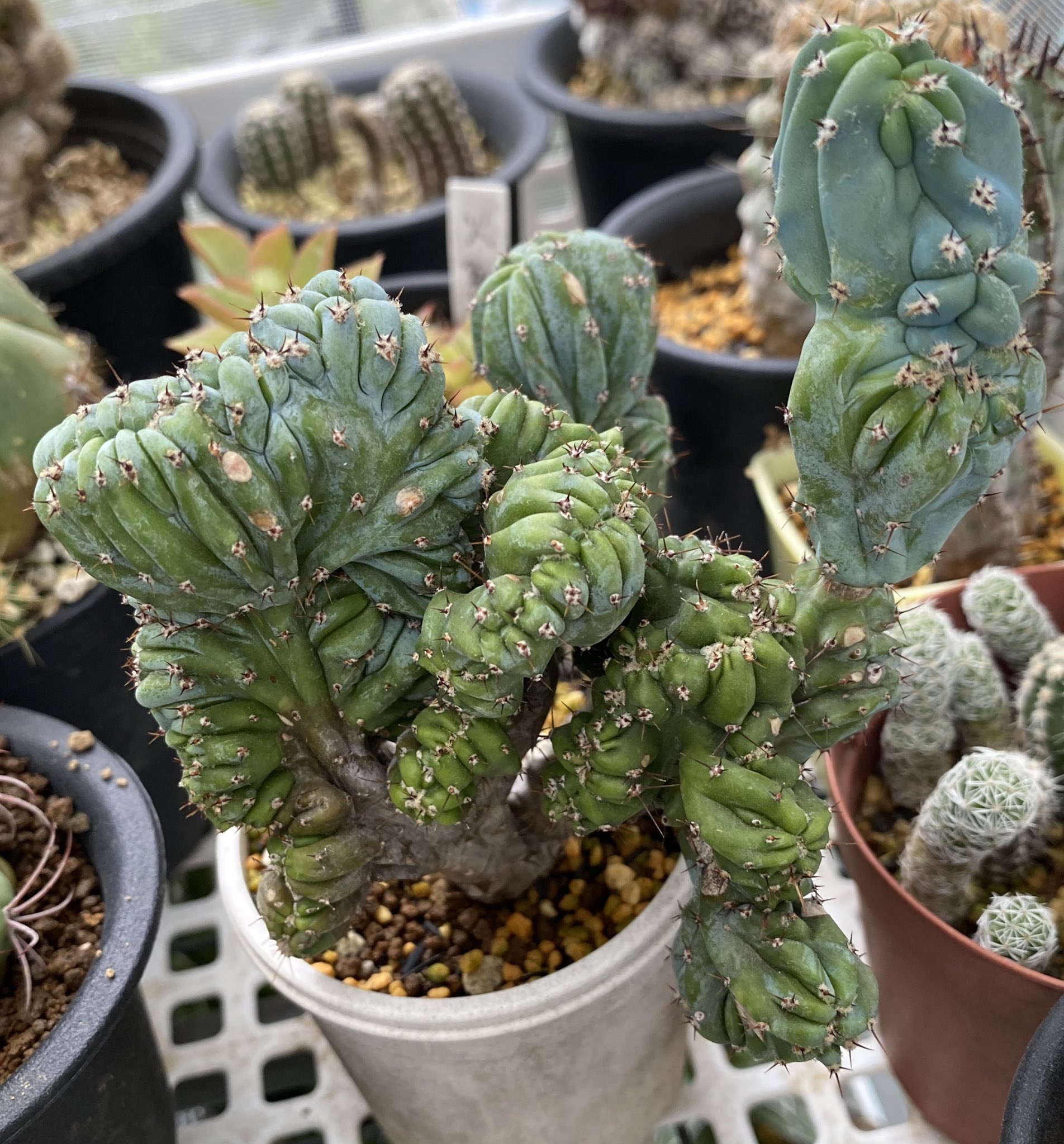 カブトガニジョン Myrchillocactus Geometorizans F Crist ミルチロカクタス グランディアラータ 竜神木綴化 メキシコ 中米産の樹木状のサボテン 成長は早い方で かなり自由に形を変えている様です 多肉植物 サボテン Succulent Cactus