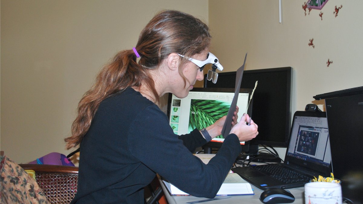 unlagrohort's tweet photo. Read how @UNLAgroHort’s Cheryl Dunn, research manager & herbarium curator, teaches grass identification in virtual hands-on lab in AGRO 442/842 Wildland Plants course. https://t.co/GT0sL5Pd95 #UNL #UNLIANR #ThisIsCASNR #UNLSNR https://t.co/iORpYlPpO3