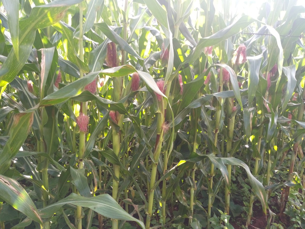 ENdumcha's tweet photo. #2cobs (#2épis) Hybrid maize is ready.
This maize is the best hybrid maize in the market bearing standard 2cobs per plant and matures 2-3 weeks earlier than all other maize varieties
@FAOCameroun @IFAD @FAO @FAODG https://t.co/NlvWYvEctV