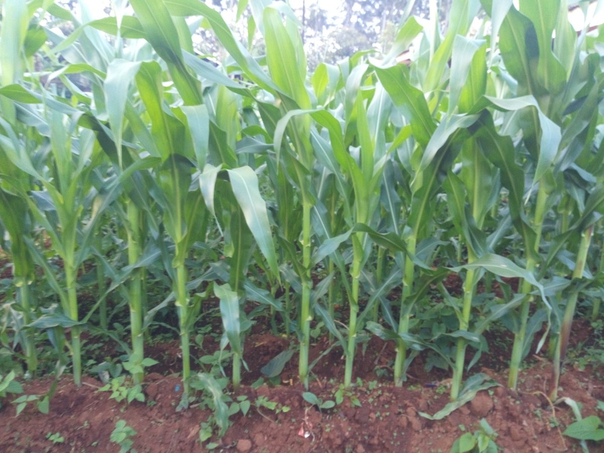 ENdumcha's tweet photo. #2cobs (#2épis) Hybrid maize is ready.
This maize is the best hybrid maize in the market bearing standard 2cobs per plant and matures 2-3 weeks earlier than all other maize varieties
@FAOCameroun @IFAD @FAO @FAODG https://t.co/NlvWYvEctV