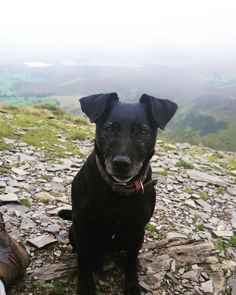 Please RT. APPEAL to walkers : Mia, a 7 year old Patterdale Terrier, missing after chasing after goats on the North side of Ben Venue today. Please contact the Police or Lomond Mountain Rescue Team if you should see her or have any information.