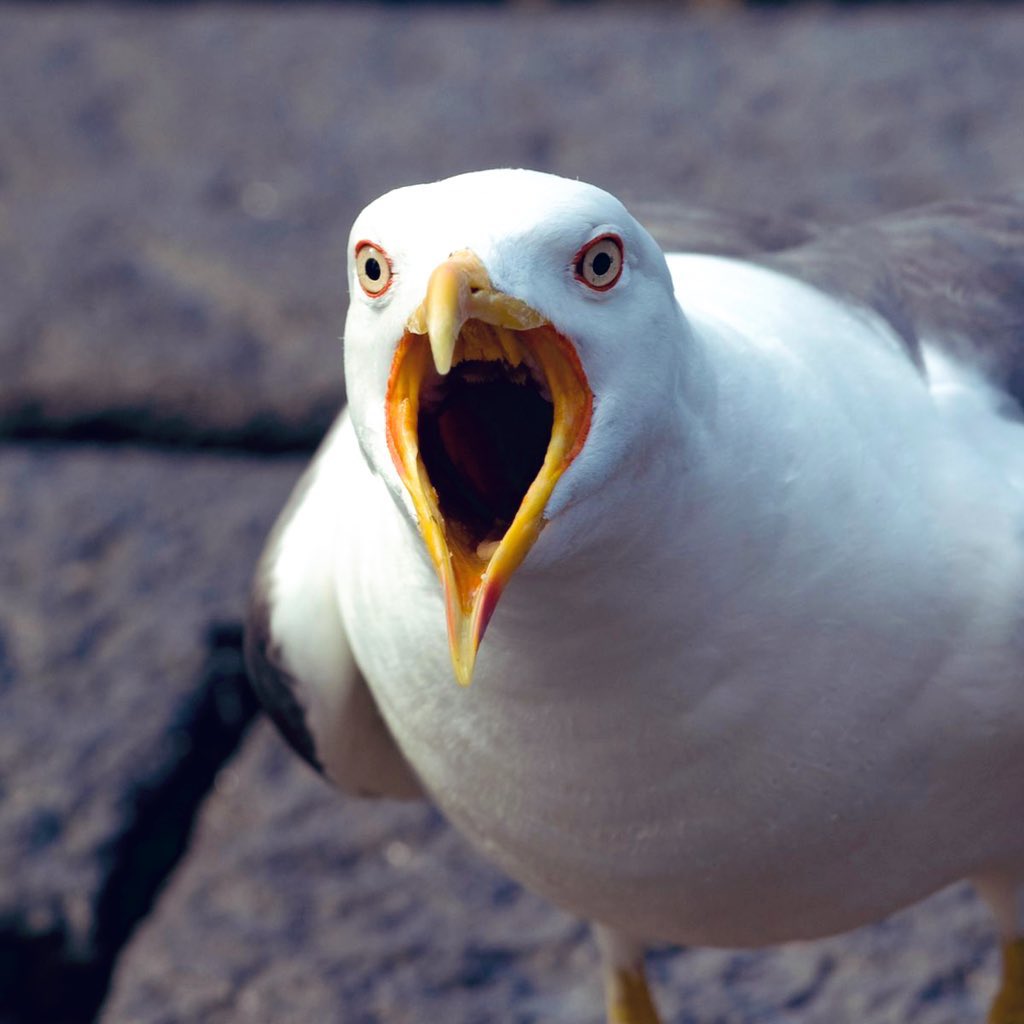 _carefulCHAOS_'s tweet photo. I feel connected to the expressions seagulls make in a kind of emotional equivalence more than any person I know. In the web of the cosmos I’m confident we are connected in some sort of sentience parallel. #seagulls #loveit -CHAOS https://t.co/9Hx9krc6Oz