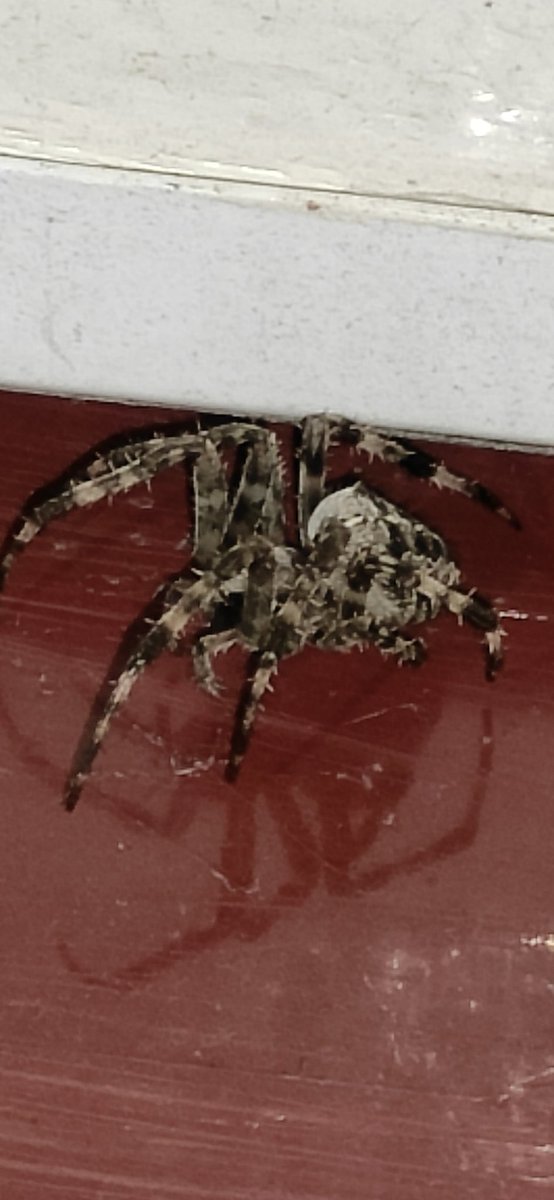 Wie weet wat voor spin dit is?
#spin #spider #help #dtv