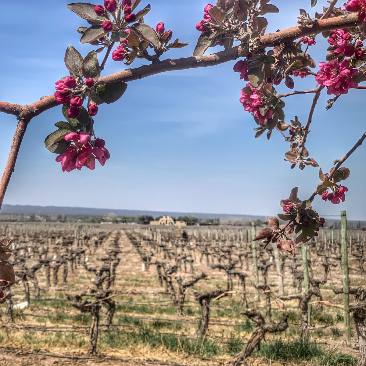Viñedo La Pirámide en flor 🌱🌸.
#winelover #Mendoza #spring #CatenaZapata