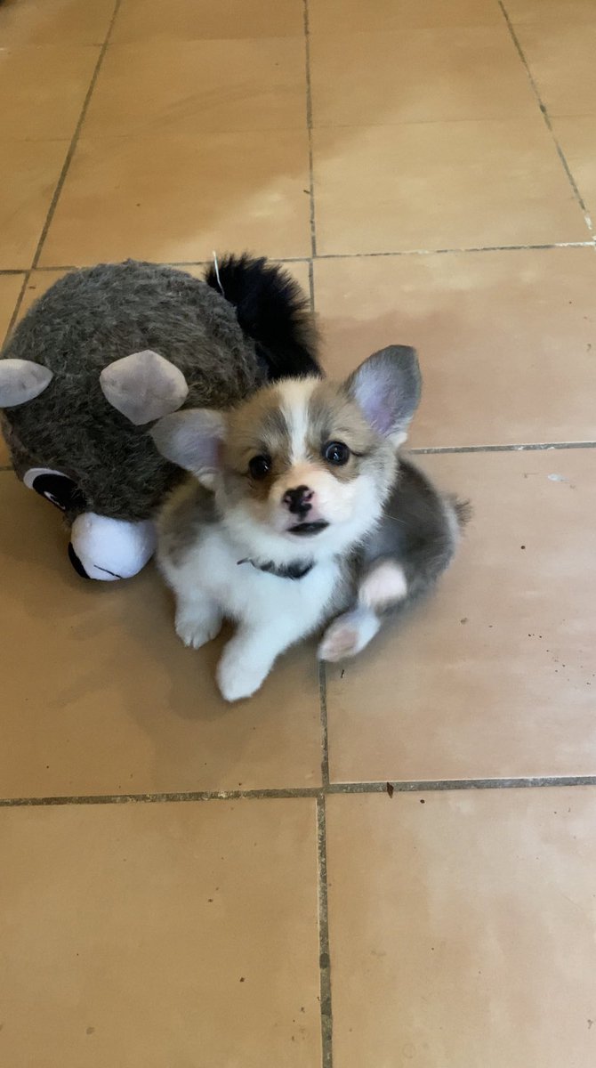 ein_potato's tweet photo. RT because I’m adorable https://t.co/dyDhyDVgqp