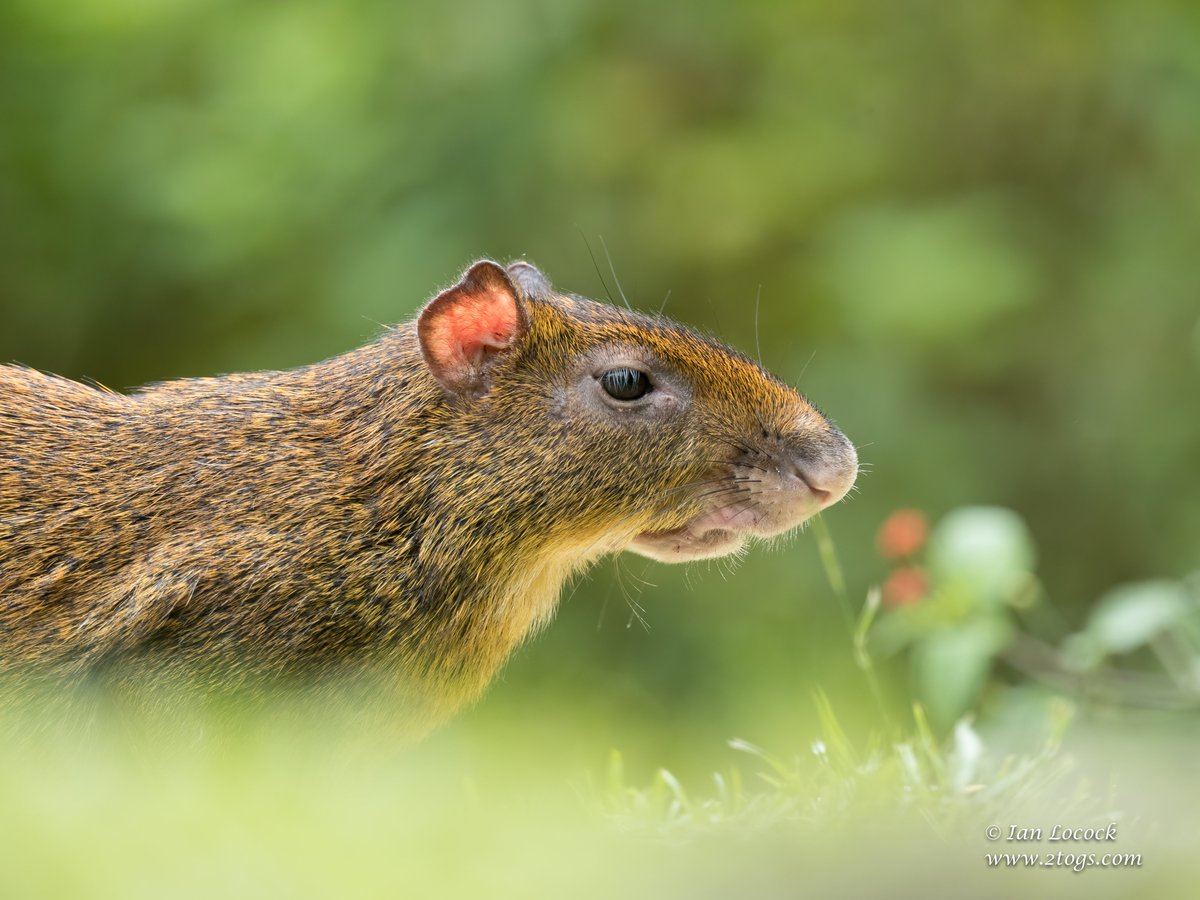 IanLocockPhotos's tweet photo. Agouti - Bosque de Paz, Costa Rica

#wildlife #wildlifephotography #nature #naturephotography #2togs #ianlocock #CostaRica #BosquedePaz #rodent https://t.co/dyzBLDUzGl