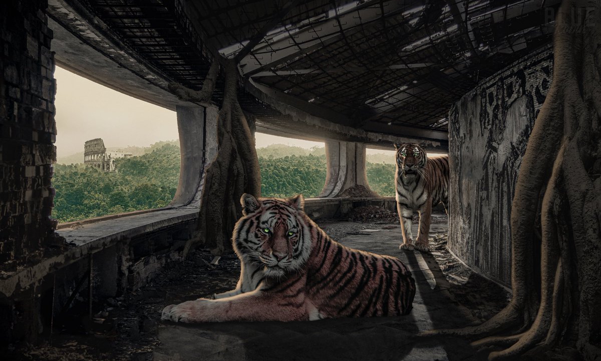 bluerobinuk's tweet photo. NEW Digital Artwork called ‘Giant Tigers of the Jungle’ 🐅 Composition is based on a alternate reality of Earth where Humans have gone extinct and the Tigers have flourished in the wild where they have evolved to be a lot larger than usual. #photoshop #digitalart #GraphicDesign https://t.co/oQlBwCKrwh