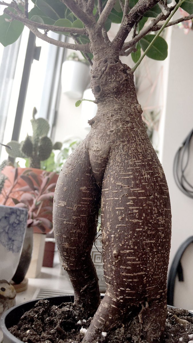 My friend ordered a bonsai and instead they sent her a sexy dryad