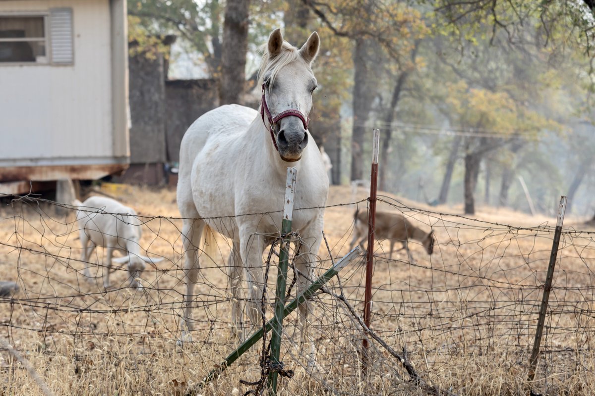 ifawglobal's tweet image. Even fast-moving animals like horses are vulnerable to wildfires. Our animal search &amp;amp; rescue team went out on assignment to rescue a horse from the devastation of the #NorthComplexFire, as the owners were unable to access the property due to safety concerns.