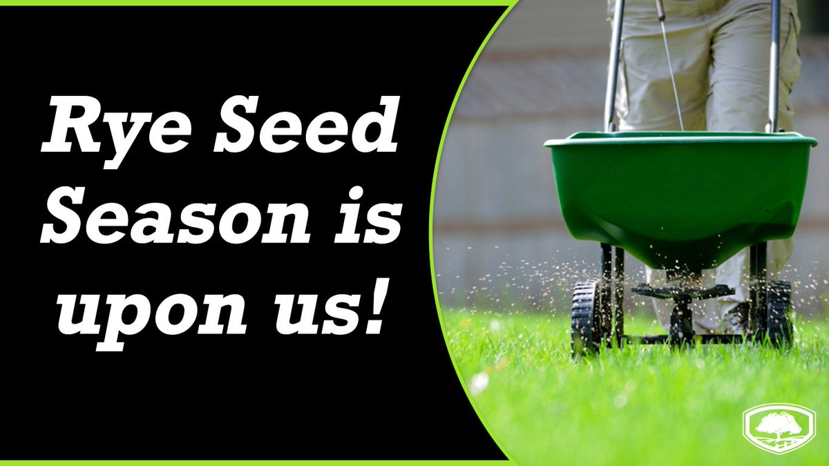 SandovalLandsc1's tweet photo. Maintain a green lawn throughout the Winter. We are now offering Rye Seed applications! Contact us for scheduling. 
#GreenerTomorrow 🌱 https://t.co/5osHGf6PCV