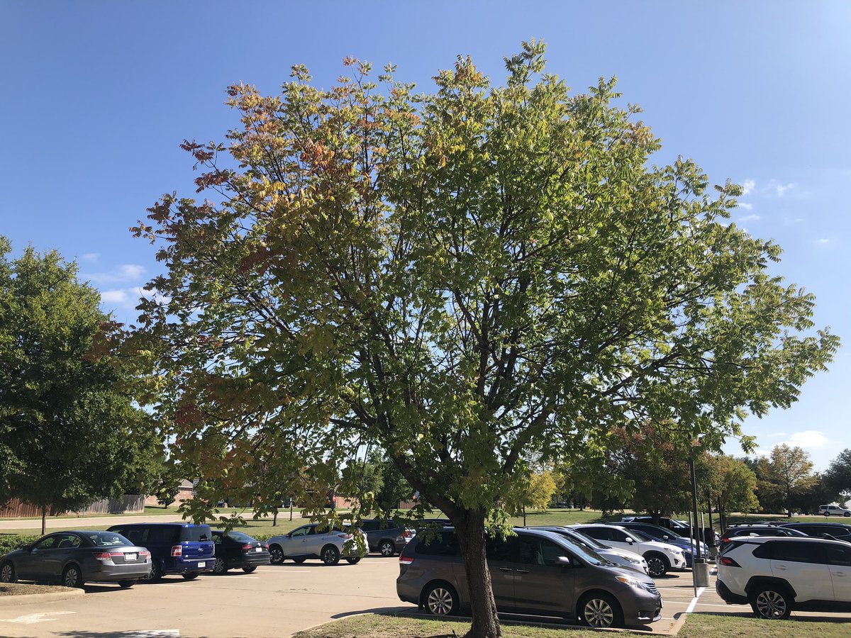 So...one of the best things about Fall is getting lost in all the earthly colors coming from my favorite tree at work!  Think I’m going to post a timeline of pictures to document the process.
Sept. 24, 2020
#minshewstrong