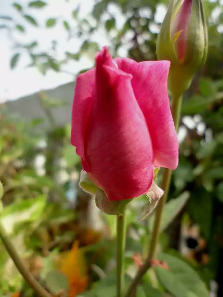 @gatatoby tweet media