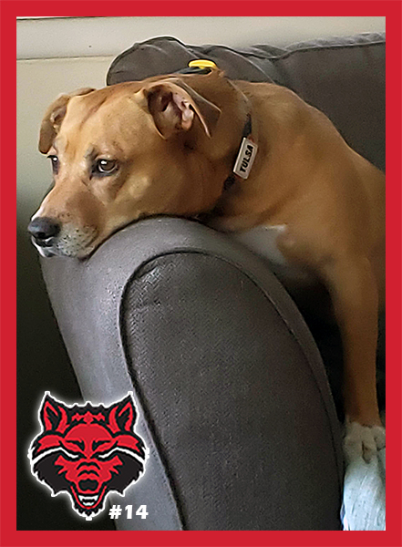 hopesolothedog's tweet photo. Just laying around and waiting to see my sister
@maggie_ertl
. We'll be watching. Happy #GameDay! Don't forget to wave to your mom. #nomakeup #wolvesup #GOAL #AStateSoc https://t.co/phzCShrVKj