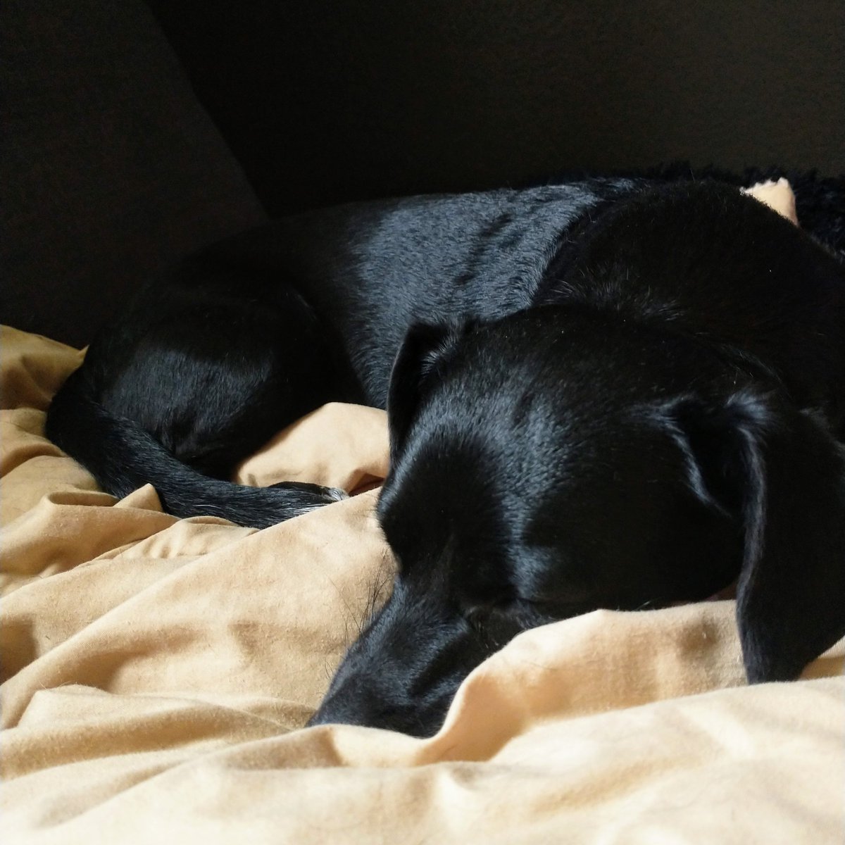 So happy Marvin is feeling better (and napping well) after having to go to the doctor last week. #sleepydog #dog #dogsoftwitter #chiweenie #SummerVibes