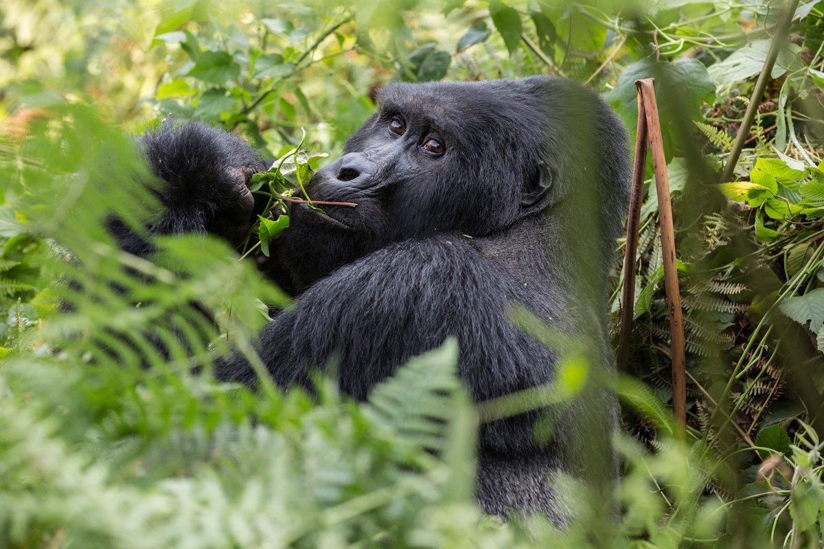 🦍🌱🦍Happy #gorilladay ! #savethegreatapes #Bwindiimpenetrableforest 🇺🇬 photo @jmkrief