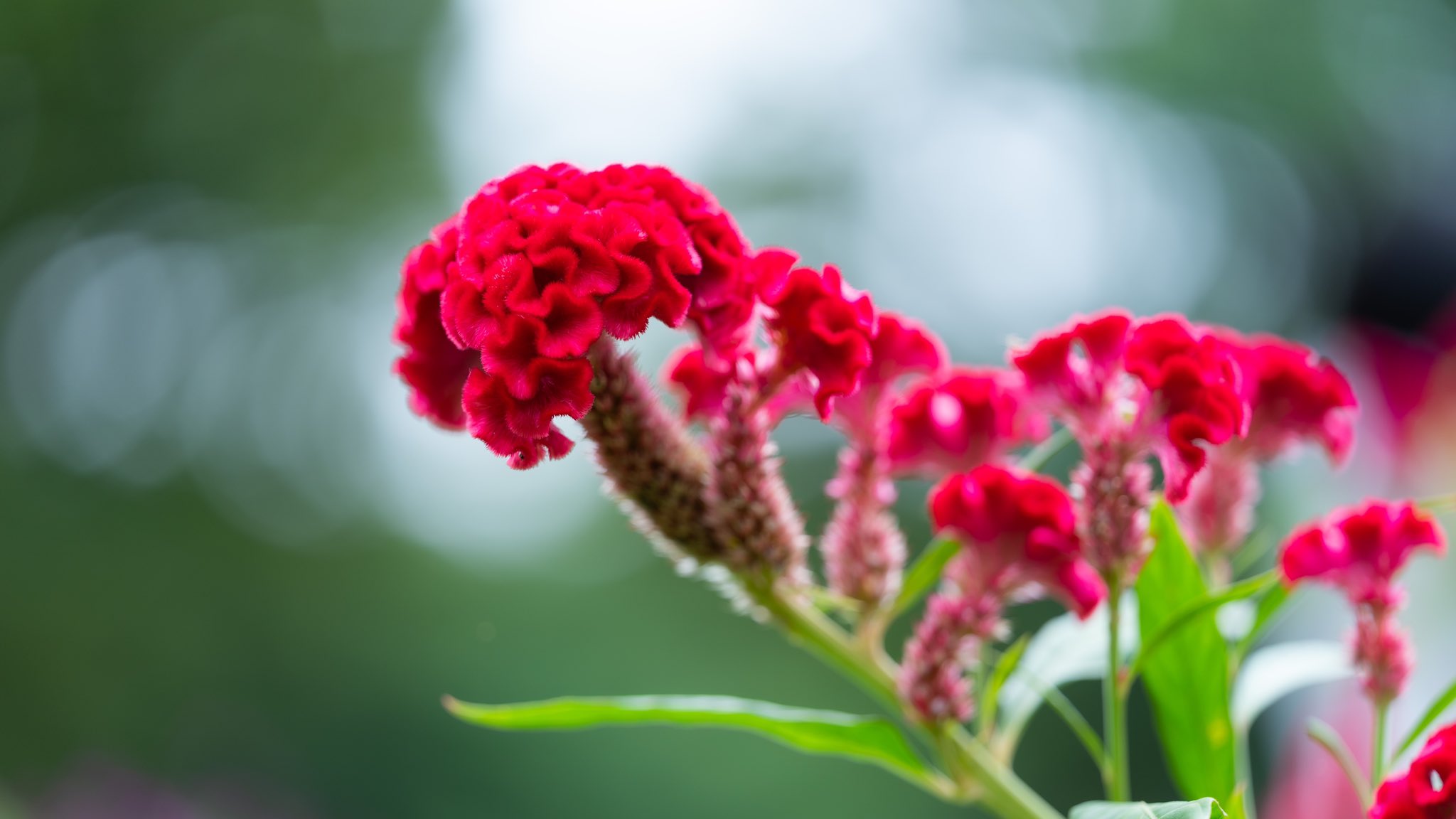 Takao ケイトウ ケイトウ が咲いていました アフリカ アジアの熱帯原産 色々な形の花を見かけますがこれは花が丸くなるクルメケイトウです この他 炎 のようにとんがっている 羽毛ケイトウ 小さなキモノケイトウ 大きくて鶏 の鶏冠のようなトサカ