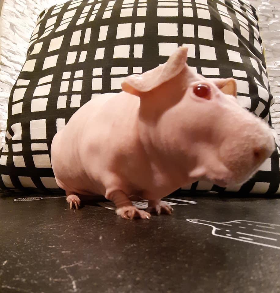 GabrieleGalilea's tweet photo. Lo voglio pure iooooooo.. 🐽🐷🐖 #porcellino #porcellinodindia #glabro https://t.co/9umCEQ0u75