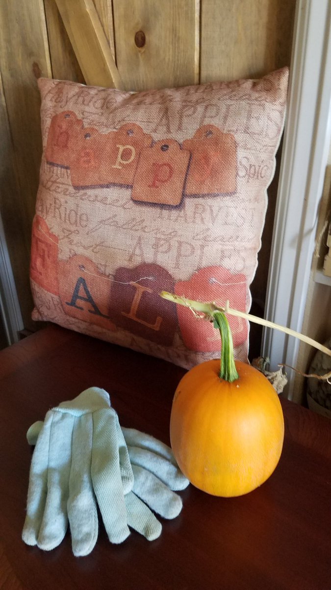 MaryAnnCortez16's tweet image. The one and only pumpkin that grew in my garden this year. I can&apos;t decide if I should cook it, carve it, or write a story about it. #pumpkinproblems
