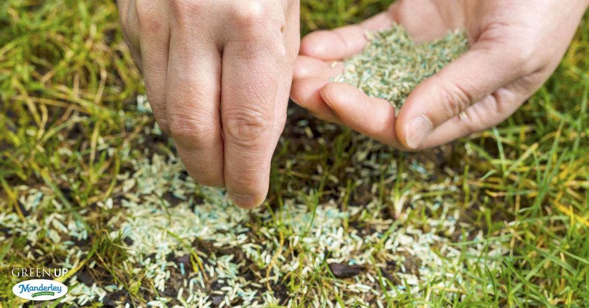 Fall overseeding can help strengthen and repair patches in your lawn. A thick, dense lawn will help protect against weeds from popping up next year. Remember to keep soil moist until the seeds have a chance to germinate just as you would with a new lawn seeding.