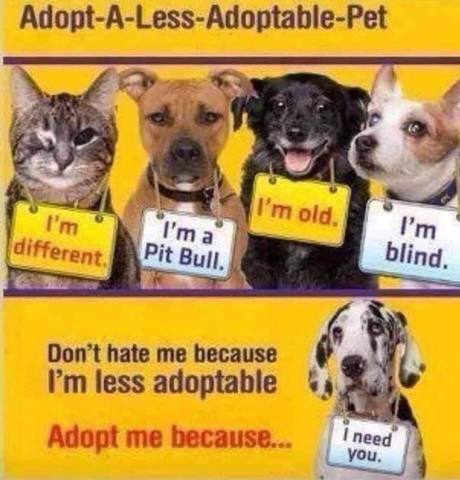 ForeverRescue's tweet photo. #CatsOfTwitter #rescueon #teamforeverlove https://t.co/4LXXscovsm