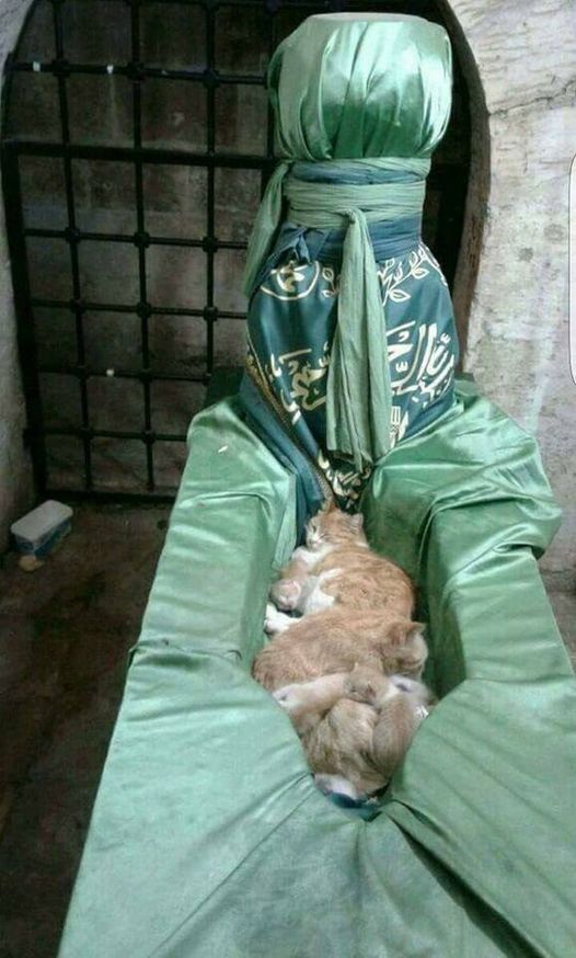 sigaramcamel's tweet photo. kedi baba türbesi https://t.co/hKr4PYdTUA