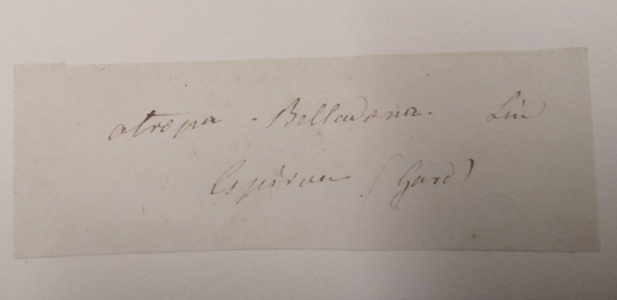 Sandra Knapp tweet media