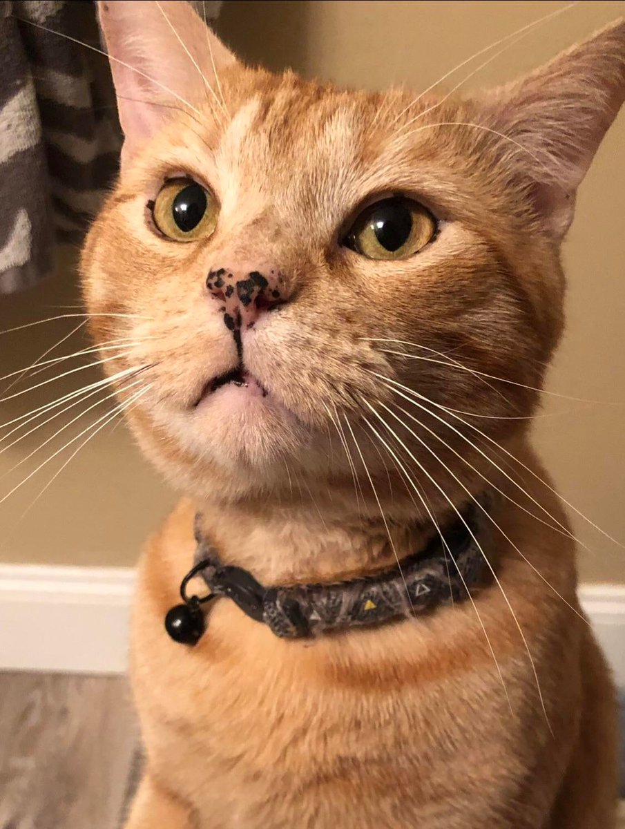 MeowMoeDotCom's tweet photo. Anyone else have a #Freckly #Ginger #Kitty?? This is #Finn!
 
#Cats #Cat #Kittens #Kitten #Kitty #Pets #Pet #Meow #Moe #CuteCats #CuteCat #CuteKittens #CuteKitten #MeowMoe 
 
https://t.co/LaeKUyRDS6 https://t.co/sfDsC0eLqj