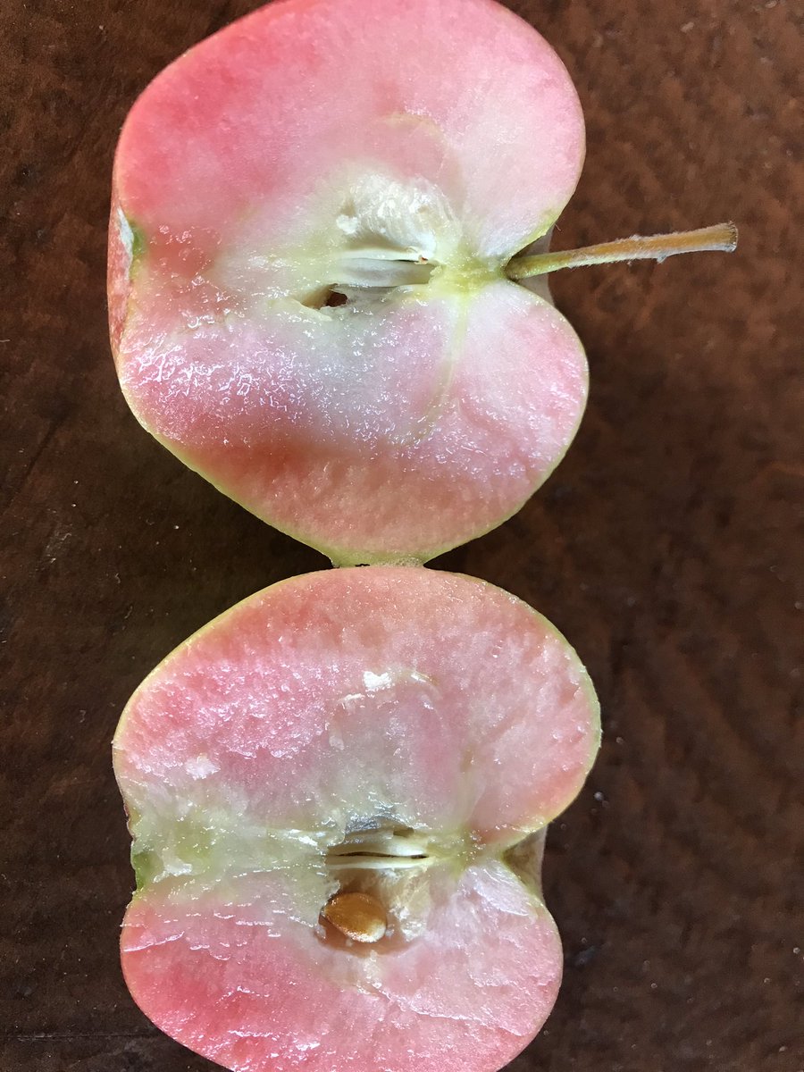 “Pink Princess “ just picked, beautiful pink flesh. #apples #orchards #cider @BTtoronto <a href="/FrankFerragine/">Frankie Flowers</a> <a href="/DinaPugliese/">Dina Pugliese-Mirkovich</a> <a href="/nicoleservinis/">NicoleServinis</a>