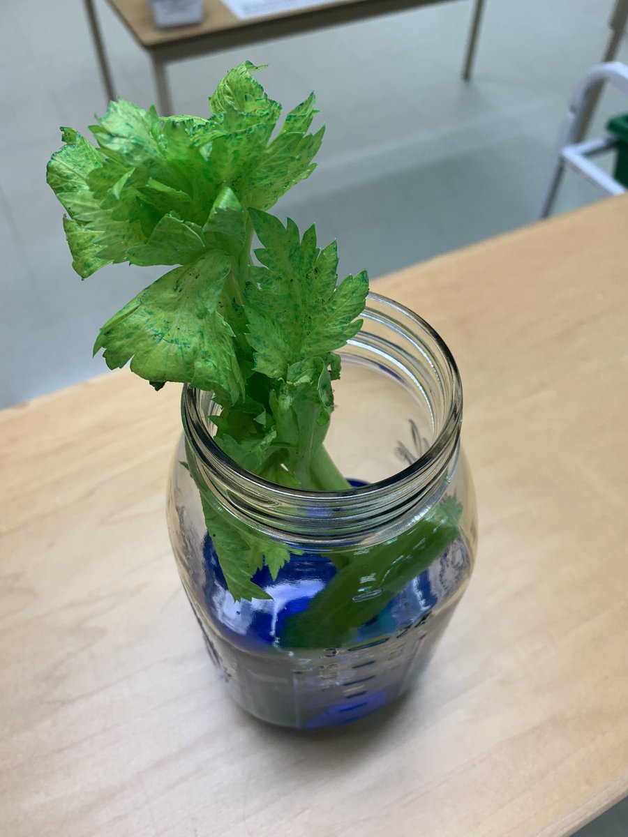 “The celery absorbed the blue water in the stem.” 🌱