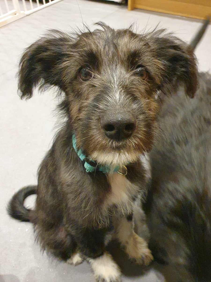 Just a little something to help you have sweet dreams.. puppy love 💕