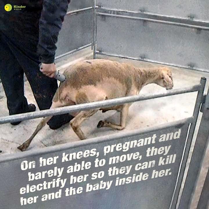 VeganStoreandF1's tweet photo. :::::::::::::
#veganism #govegan #veganfood #veganrecipes #veganquote #animalrights #tierschutz #veganlife #vegans #veganismus #veganhour #veggy #veggie #peta https://t.co/tHOnfAb7MD