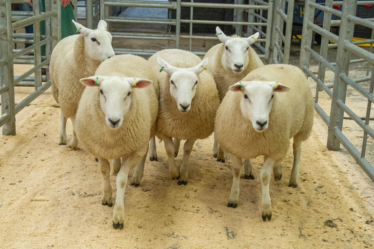 lleynsheep's tweet photo. The photo gallery from the Carlisle sale is now online https://t.co/hDvl8jLVUL @HHFarmstock @scottishfarmer @FarmersGuardian #lleynsheepphotos #topprices #qualitysheep https://t.co/KcQhsymJX5
