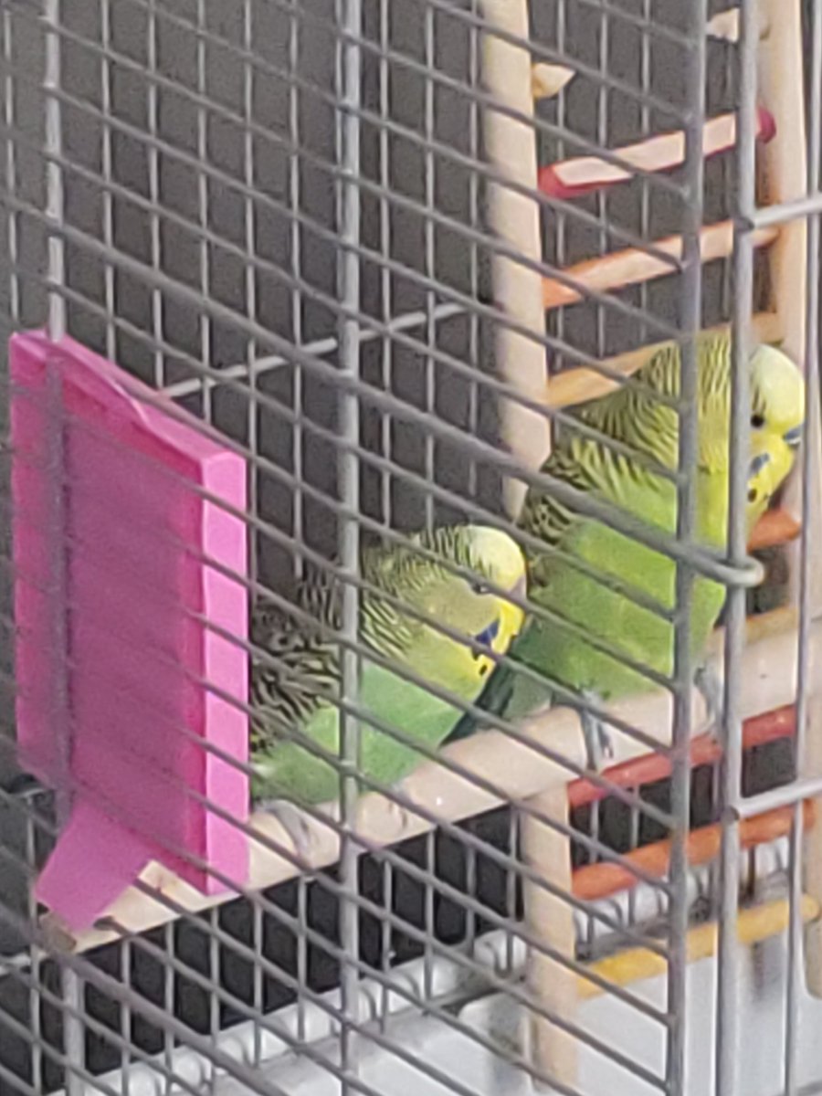 3. my fams pets are two budgies named lucky and sunshine! theyre both are my lifeline4. recently the only thing that I REALLY want on my wishlist is a vergil cosplay I've been dying to get