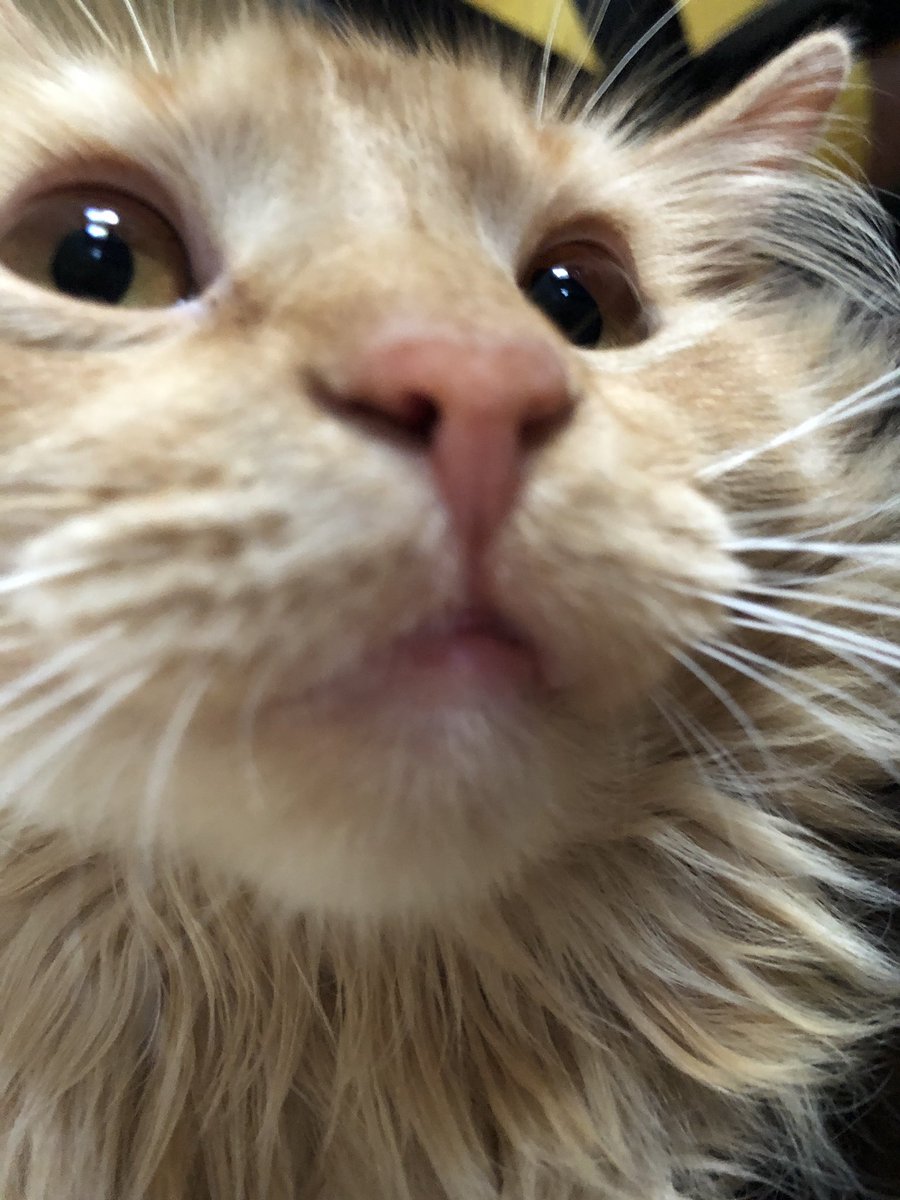 cindi_walsh's tweet photo. Cutest kitten!!! https://t.co/c7nkNrD4s5