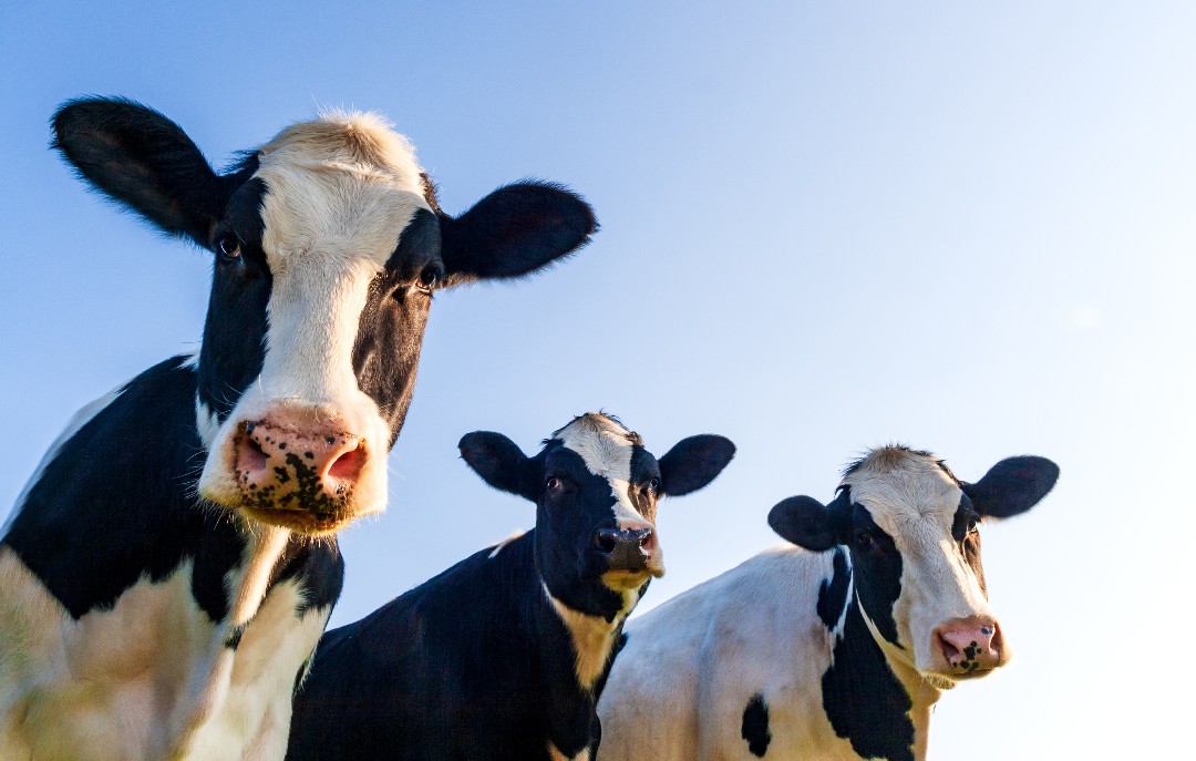 Did you know??

Putnam County was the "Dairy Capital of Georgia" and held its' title for many years. As of 2019, Putnam County ranks number 6 in state as a leading dairy supplier! Today, agriculture is still a main economic driver for the county. 🐄 #eatontonga #putnamcountyga
