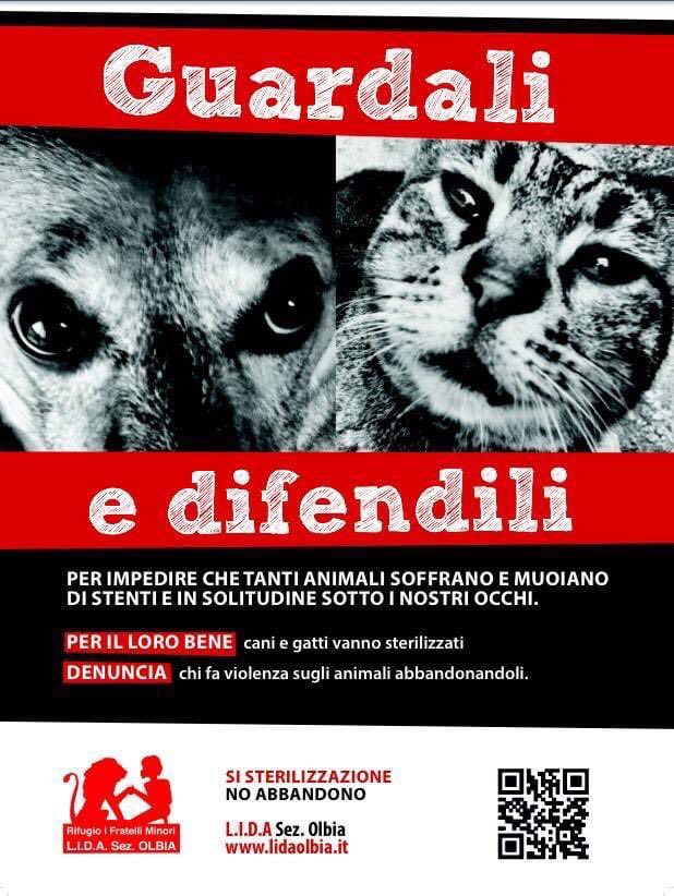LidaSezOlbia's tweet photo. La @LidaSezOlbia, con l’associazione australiana #VetsBeyondBorders, intende attuare una #campagnadisterilizzazione CON CONTRIBUTO LIBERO, per cani e gatti di proprietà appartenenti a cittadini in condizioni di disagio sociale.
https://t.co/fReyREzgtM
⬇️leggi tutto nelle foto⬇️ https://t.co/IB91JRsYcP