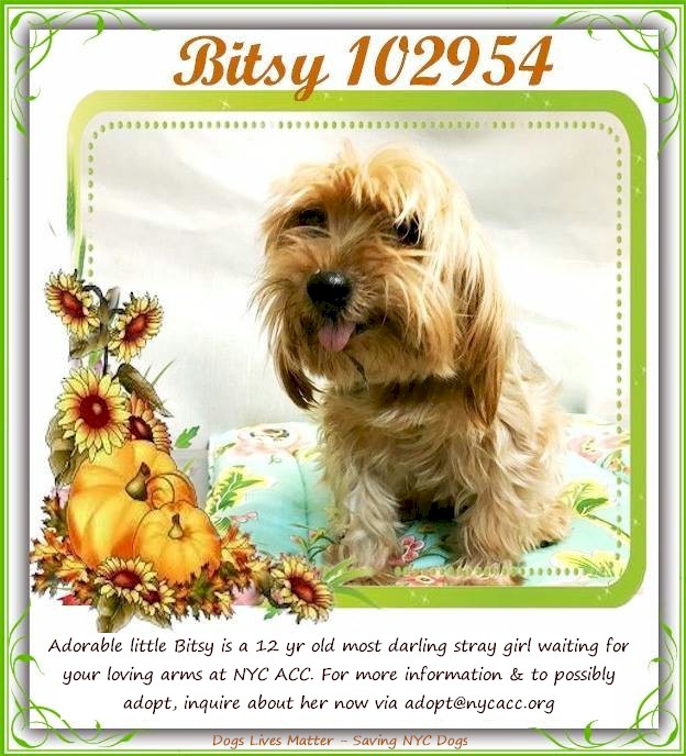 NMBewitched's tweet photo. 😪 Their names were Bitsy &amp; Cookie😪
Silent Kills @NYCACC
That's Right, Kill List are NO longer enough😡😡
Bitsy was MURDERED before her Stray Hold was up (violation of contract)
Cookie was a Rescue Return MURDERED ( violation of our Pledges)

Their LIVES Mattered
#SARA &amp; #CAPA https://t.co/SbuSMoKJXE