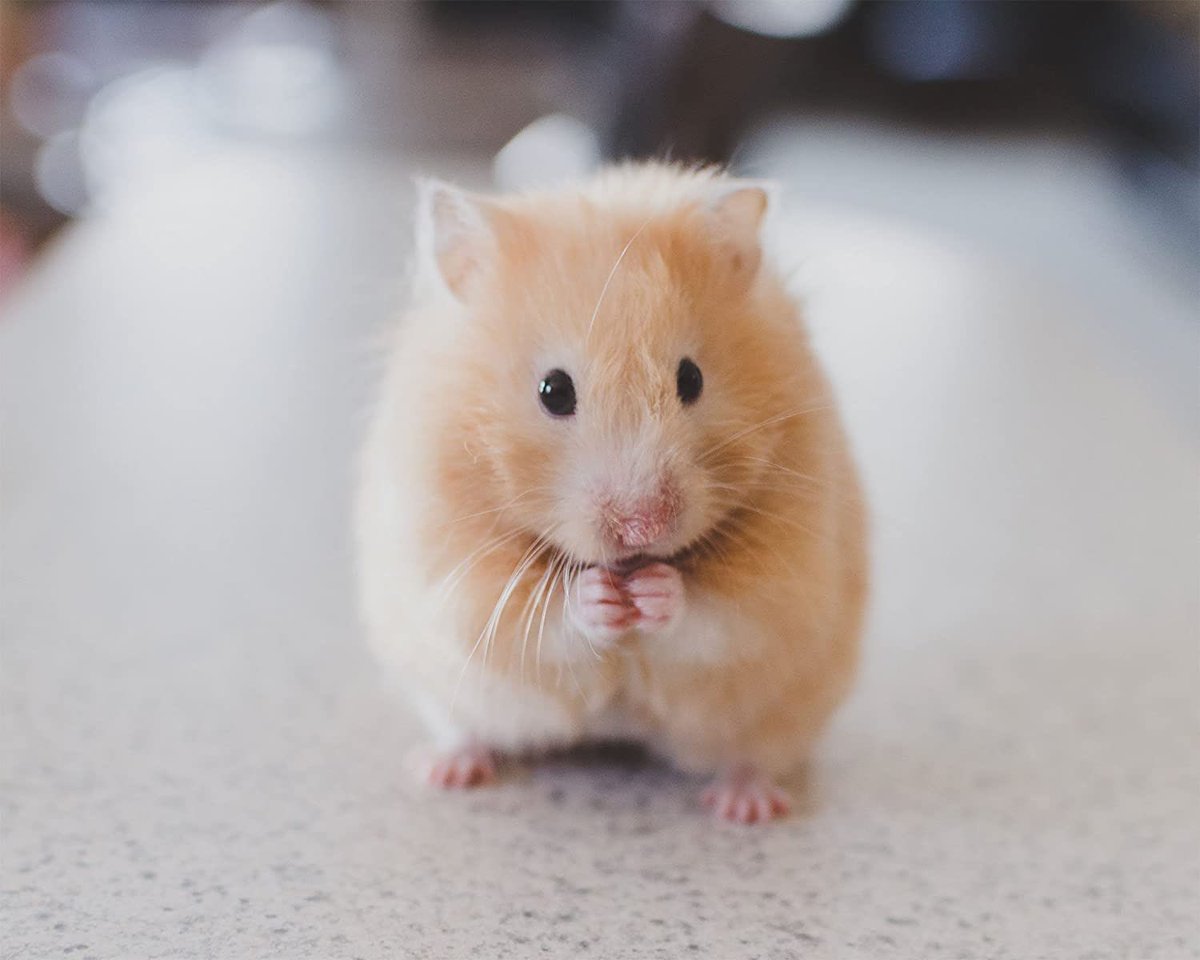 Hamlet- Golden Syrian hamster! Probably the most common domesticated hamster!