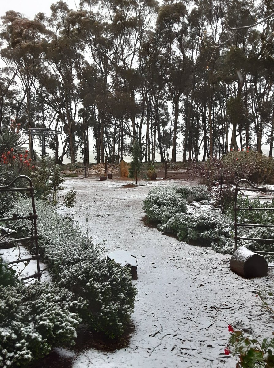 It's  #snowing in SA. These pics from  #Dillowie homestead in the state's Mid North. How exciting!