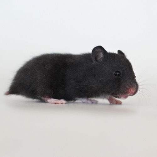 Hamphrey- a black Syrian hamster! Commonly this hamster is female but males are possible!