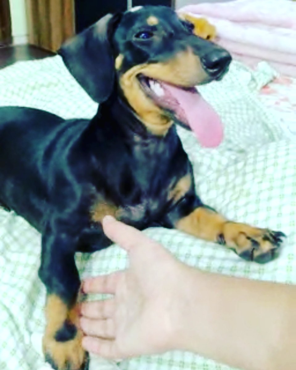 AnimalsUnitedCo's tweet photo. Look up in the sky it's a bird or a beam,it's my sweetest Ruby Livin her dreams
.
.
Support Animals United Corp (Save the Animals) 👈
 .
.
.
.
#catloversworld  #adoptdontshop #love #dogstagram #dogadoption #catsgram
#dogsofinstagram #catoftheday #helpinganimals #loveallanimals https://t.co/P4DqCx5xXb