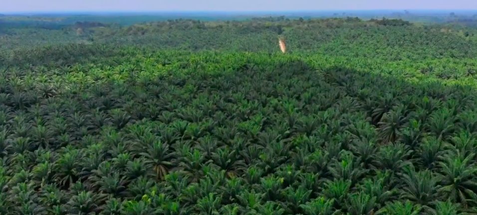 Nicholas Nicola (@nicolasnicola22) on Twitter photo <a href="/VanessaFiji/">VanessaFiji 😷🇪🇺 #BanPalmOil #StillWithCorbyn</a> <a href="/ChunhuaMs/">🌊 春华 🌎</a> <a href="/Aussieneets/">Anita Neville</a> <a href="/RussellMoxham/">Russell Moxham 🌻</a> <a href="/debbie_spirit/">Debbie Groom</a> @Ness4612R <a href="/samcoyi/">Samantha The Hammer 🛠</a> <a href="/DrBirute/">Biruté Mary Galdikas</a> <a href="/coolrunning2009/">ken cha_OzVeteransVote</a> <a href="/BlueSeas111/">Bluesea</a> <a href="/RedFoxGIS/">RedFox GIS & Remote Sensing 🛰️🌎🇺🇸</a> <a href="/EmilyLe89720714/">Emily Leonard</a> <a href="/orangutan2/">Krista Orangutan</a> <a href="/RedOrangutangen/">Save the Orangutan</a> <a href="/ForestPeoplesP/">Forest Peoples Programme</a> <a href="/ecobusinesscom/">Eco-Business</a> <a href="/hrw/">Human Rights Watch</a> <a href="/fwindonesia/">Forest Watch Indonesia</a> <a href="/asiasentinel/">Asia Sentinel</a> <a href="/RainforestNORW/">Rainforest Foundation Norway (RFN)</a> @RAN <a href="/Greenpeace/">Greenpeace International</a> <a href="/AJENews/">Al Jazeera Breaking News</a> <a href="/geckoproj/">The Gecko Project (BlueSky: @thegeckoproject.org)</a> <a href="/MensJournal/">Men's Journal</a> <a href="/abcnews/">ABC News</a> <a href="/asia/">aѕιa</a> <a href="/SAPIENS_org/">SAPIENS</a> <a href="/FreeWestPapua/">Free West Papua</a> <a href="/sarawak_report/">Sarawak Report</a> <a href="/guardian/">The Guardian</a> <a href="/crawfordjohnw/">John Crawford 💙 🇺🇦</a> <a href="/dwnews/">DW News</a> <a href="/PeterGreste/">Peter Greste</a> <a href="/4JournoFreedom/">Alliance for Journalists' Freedom</a> <a href="/UNHumanRights/">UN Human Rights</a> <a href="/KaldorCentre/">UNSW Kaldor Centre</a> <a href="/elsamnews/">ELSAM Indonesia</a> <a href="/dayakologi_inst/">Pusat Dayakologi</a> <a href="/LinkARBorneo/">Link-AR Borneo</a> <a href="/TuK_Indonesia/">TuK INDONESIA</a> <a href="/OneHealthUCD/">One Health Institute (OHI)</a> <a href="/hans_nich/">Hans Nicholas Jong</a> <a href="/ConversationEDU/">The Conversation - Australia + New Zealand</a> <a href="/livekindlyco/">LIVEKINDLY</a> <a href="/AJEnglish/">Al Jazeera English</a> @Sophie_MH_Chao <a href="/walhinasional/">WALHI</a> <a href="/maphubs/">maphubs</a> <a href="/ilo/">International Labour Organization</a> As many globally again raise need for #climateaction keep in mind #palmoil as adds to #climateemergency & as this post shows also causes much human misery #boycottpalmoil #banpalmoil #indigenous . x.com/AP/status/1309… #FridaysForFuture #schoolstrike4climate #climatestrike <a href="/VanessaFiji/">VanessaFiji 😷🇪🇺 #BanPalmOil #StillWithCorbyn</a> <a href="/ChunhuaMs/">🌊 春华 🌎</a> <a href="/Aussieneets/">Anita Neville</a> <a href="/RussellMoxham/">Russell Moxham 🌻</a> <a href="/debbie_spirit/">Debbie Groom</a> @Ness4612R <a href="/samcoyi/">Samantha The Hammer 🛠</a> <a href="/DrBirute/">Biruté Mary Galdikas</a> <a href="/coolrunning2009/">ken cha_OzVeteransVote</a> <a href="/BlueSeas111/">Bluesea</a> <a href="/RedFoxGIS/">RedFox GIS & Remote Sensing 🛰️🌎🇺🇸</a> <a href="/EmilyLe89720714/">Emily Leonard</a> <a href="/orangutan2/">Krista Orangutan</a> <a href="/RedOrangutangen/">Save the Orangutan</a> <a href="/ForestPeoplesP/">Forest Peoples Programme</a> <a href="/ecobusinesscom/">Eco-Business</a> <a href="/hrw/">Human Rights Watch</a> <a href="/fwindonesia/">Forest Watch Indonesia</a> <a href="/asiasentinel/">Asia Sentinel</a> <a href="/RainforestNORW/">Rainforest Foundation Norway (RFN)</a> @RAN <a href="/Greenpeace/">Greenpeace International</a> <a href="/AJENews/">Al Jazeera Breaking News</a> <a href="/geckoproj/">The Gecko Project (BlueSky: @thegeckoproject.org)</a> <a href="/MensJournal/">Men's Journal</a> <a href="/abcnews/">ABC News</a> <a href="/asia/">aѕιa</a> <a href="/SAPIENS_org/">SAPIENS</a> <a href="/FreeWestPapua/">Free West Papua</a> <a href="/sarawak_report/">Sarawak Report</a> <a href="/guardian/">The Guardian</a> <a href="/crawfordjohnw/">John Crawford 💙 🇺🇦</a> <a href="/dwnews/">DW News</a> <a href="/PeterGreste/">Peter Greste</a> <a href="/4JournoFreedom/">Alliance for Journalists' Freedom</a> <a href="/UNHumanRights/">UN Human Rights</a> <a href="/KaldorCentre/">UNSW Kaldor Centre</a> <a href="/elsamnews/">ELSAM Indonesia</a> <a href="/dayakologi_inst/">Pusat Dayakologi</a> <a href="/LinkARBorneo/">Link-AR Borneo</a> <a href="/TuK_Indonesia/">TuK INDONESIA</a> <a href="/OneHealthUCD/">One Health Institute (OHI)</a> <a href="/hans_nich/">Hans Nicholas Jong</a> <a href="/ConversationEDU/">The Conversation - Australia + New Zealand</a> <a href="/livekindlyco/">LIVEKINDLY</a> <a href="/AJEnglish/">Al Jazeera English</a> @Sophie_MH_Chao <a href="/walhinasional/">WALHI</a> <a href="/maphubs/">maphubs</a> <a href="/ilo/">International Labour Organization</a> As many globally again raise need for #climateaction keep in mind #palmoil as adds to #climateemergency & as this post shows also causes much human misery #boycottpalmoil #banpalmoil #indigenous . x.com/AP/status/1309… #FridaysForFuture #schoolstrike4climate #climatestrike
