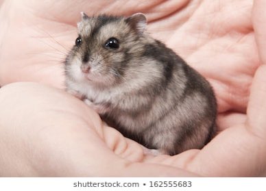 Rodney- Grey dwarf hamster! Sometimes these are called blue hamsters because of the color if their coat!