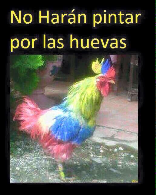 fabianrazo's tweet photo. @PilsenerEcuador No harán emocionar por las huevas vuelven las eliminatorias #VuelveLaIlusion vuelve @FEFecuador vuelve las chupas con @PilsenerEcuador y esos viajes a ver al equipo de todos https://t.co/CNBTwcgg3z