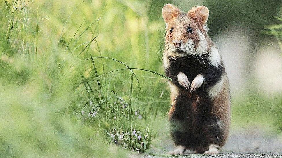 Clay- European hamster! The only non domesticated hamster in all of eurasia! Also the largest hamster species!