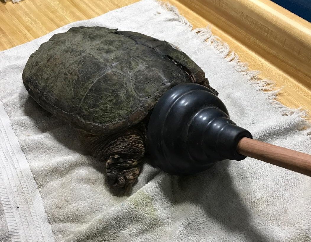 When choosing a life partner, choose the one that will hold a toilet plunger on a 12lb snapping turtle's head for you.Going to the vet tomorrow for shell repair under anesthesia. Meanwhile I've been giving fluids and pain meds and, thanks to the plunger, haven't been bit.