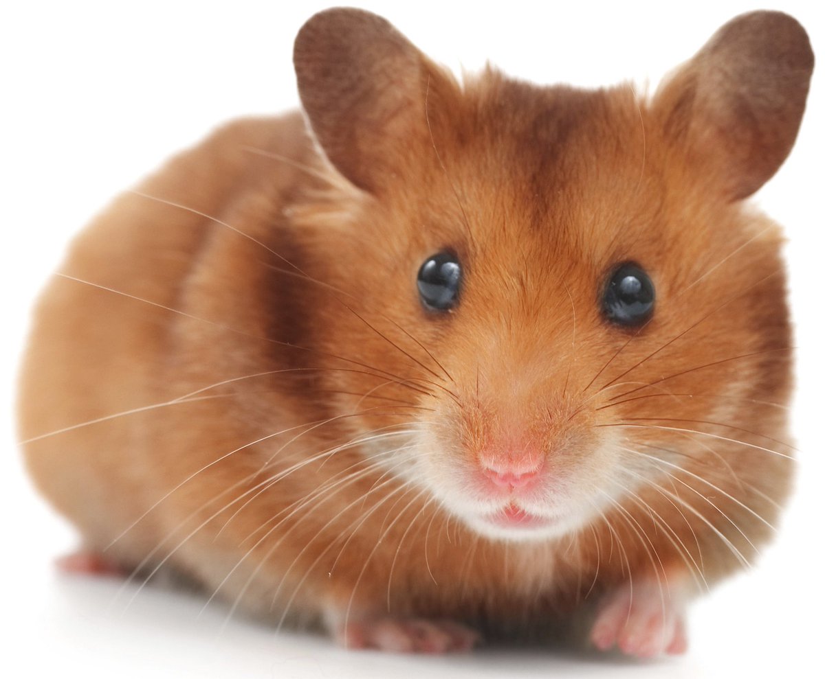 Apple- Also a golden syrain hamster! With a slightly darker coat these hamsters are also called red hamsters!