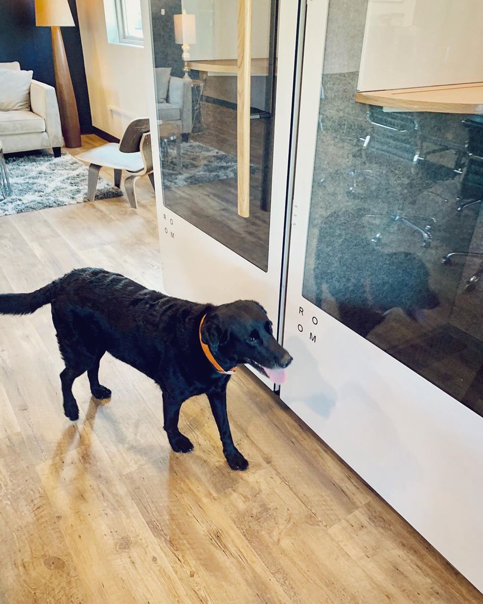 Ruff week?⁣
⁣
📸: Collective Office // <a href="/537HoustonSt/">Collective Office</a>